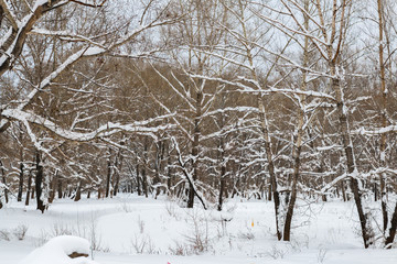 Fototapeta premium trees in the forest covered with snow after a snowfall