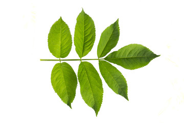 European black elderberry (Sambucus nigra) leaf isolaed on a white background. Herbarium series.