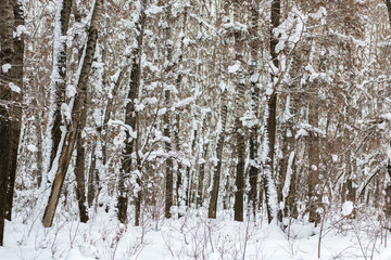 Fototapeta na wymiar trees in the forest covered with snow after a snowfall