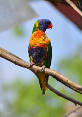 rainbow lorikeet parrot 
