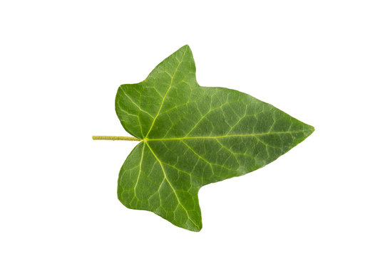 Ivi leaf isolated on a white background. Herbarium series.
