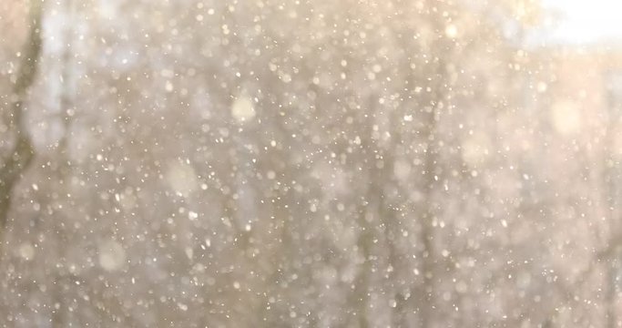 falling snow in the sunlight on a background of trees