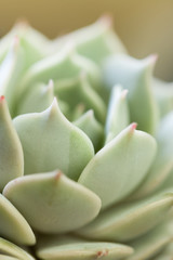 Close up of Echeveria