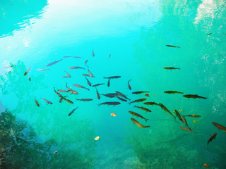 Fishes at  the pure lake.