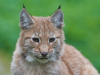 Eurasian lynx (Lynx lynx)