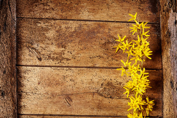 Fototapeta premium Pretty dainty yellow forsythia on decaying wood