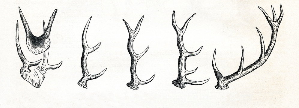 Growing of red deer (Cervus elaphus) antlers (from Meyers Lexikon, 1895, 7/513)