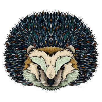 Hedgehog, illustration 
