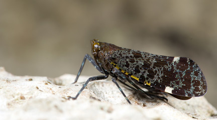 Colorful insect, Cicada or Lanternfly ( Penthicodes variegata ) insect on tree in nature