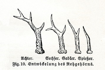 Growing of roe deer (Capreolus capreolus) antlers (from Meyers Lexikon, 1895, 7/514) © Juulijs