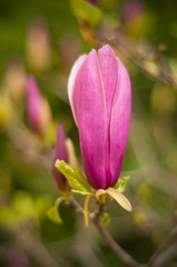 Fototapeta na wymiar Close-up view of purple blooming magnolia. Beautiful spring bloom for magnolia tulip trees pink flowers.