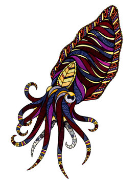 Cuttlefish, illustration 