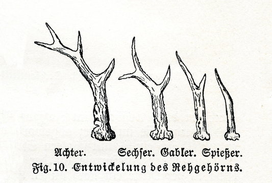 Growing of roe deer (Capreolus capreolus) antlers (from Meyers Lexikon, 1895, 7/514)