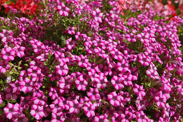 Surfinias bicolores roses