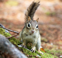 furry cute squirrel