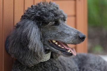 Standard Poodle in bejeweled collar lounging outside