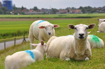 Fototapeta premium Sheep in Friesland, Holland