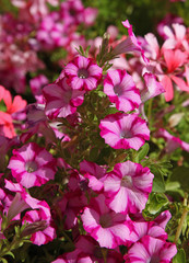 Surfinias bicolores roses