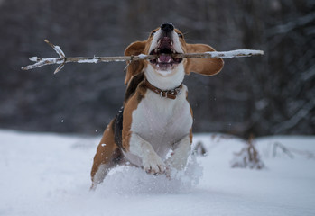 Собака породы бигль трехцветного окраса на прогулке в зимнем лесу бегает с палкой в зубах - obrazy, fototapety, plakaty
