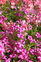 Surfinias bicolores roses