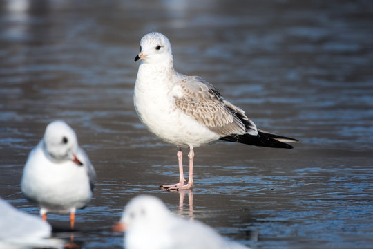 Common gull (Larus canus) on frozen lake
