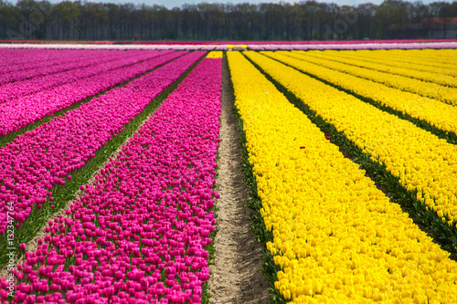 Тюльпаны голандия поле Tulips Holland field скачать