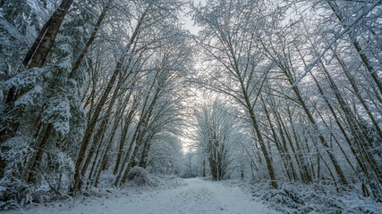 A path in the thick winter forest. Coal creek falls, Issaquah, Washington State, USA