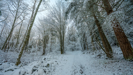 A path in the thick winter forest. Coal creek falls, Issaquah, Washington State, USA