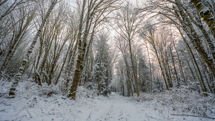 A path in the thick winter forest. Coal creek falls, Issaquah, Washington State, USA
