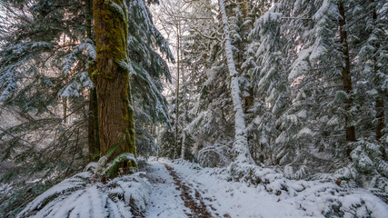 Fototapeta na wymiar A path in the thick winter forest. Coal creek falls, Issaquah, Washington State, USA