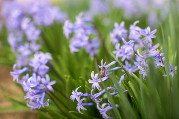 Hyacinth