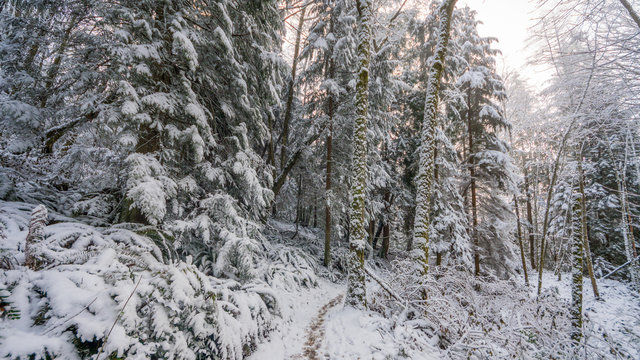 A path in the thick winter forest. Coal creek falls, Issaquah, Washington State, USA