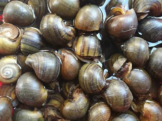 Many real snails background