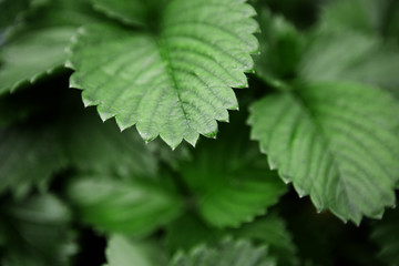 strawberry bushes without berries