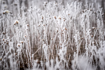 Ice-covered grass with a blurred background
