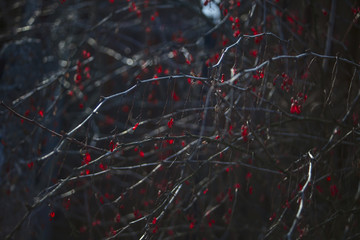 Barberry in late winter