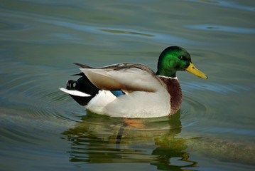 Canard colvert mâle au plumage coloré