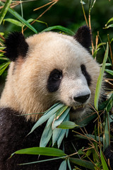 Panda eating bamboo