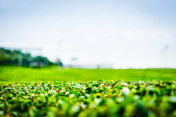 Green Tea farm after cuting