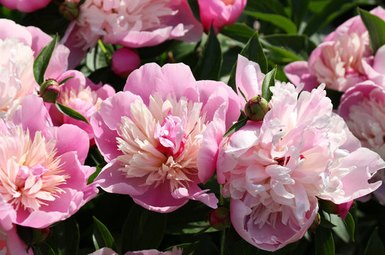 Pink Peonies In The Spring Garden. Lush Flowering.