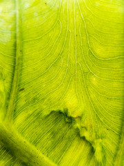 green nature background