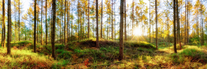 Wald Panorama im Herbst bei Sonnenschein