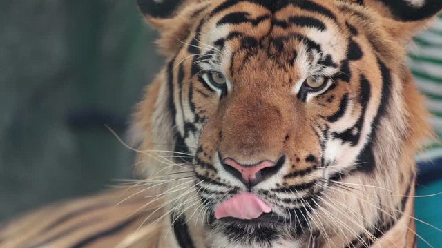 Pattaya, Thailand on November 24 Muzzle Tiger close-up