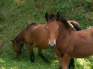 Two horses grazing grass in a field in a mountain