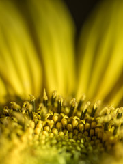 Sunflower - detail