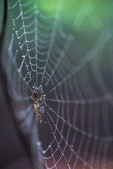 Resting on a wet web