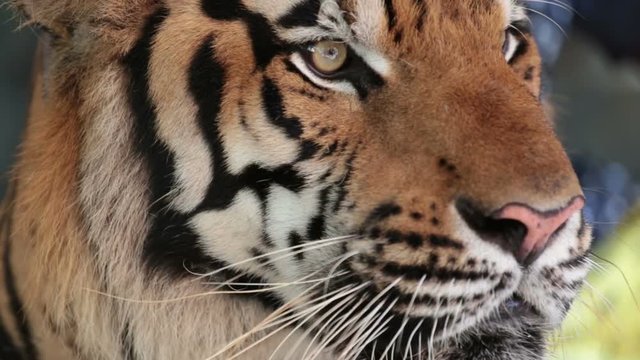 Pattaya, Thailand on November 24 Muzzle Tiger close-up