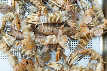 lives mantis shrimps  in a metal box at the fish market in Catania