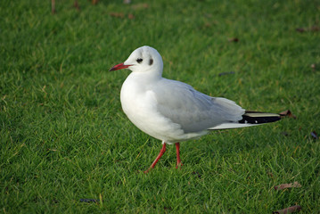 Mouette grise dans l'herbe en hiver