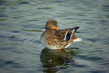 Canard colvert femelle lissant ses plumes en hiver